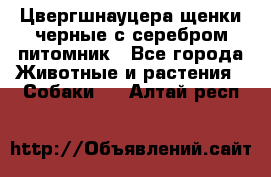 Цвергшнауцера щенки черные с серебром питомник - Все города Животные и растения » Собаки   . Алтай респ.